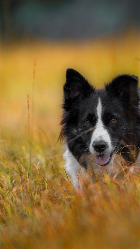 Border Collies Wallpapers Wallpaper Cave