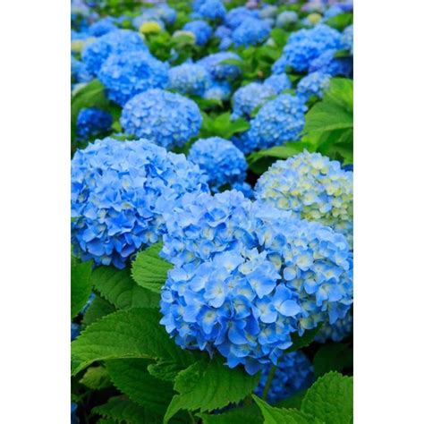 Jual Tanaman Hias Bunga Pancawarna Biru Berbunga Tanaman Hortensia