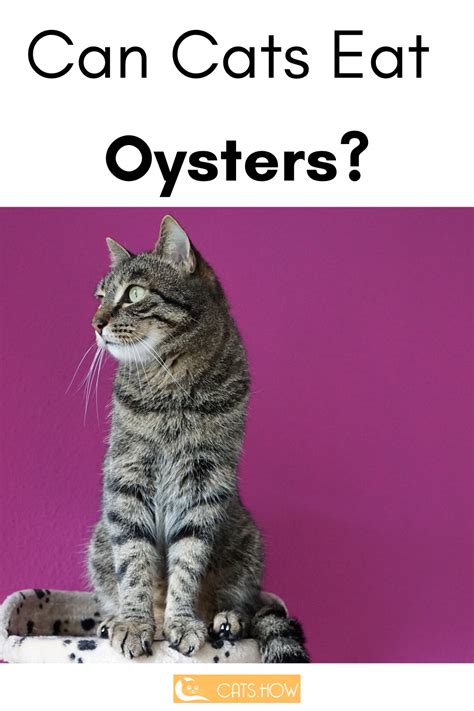 However, can cats eat ham? Can Cats Eat Oysters? in 2020 | Cats, Oysters, Cat nutrition