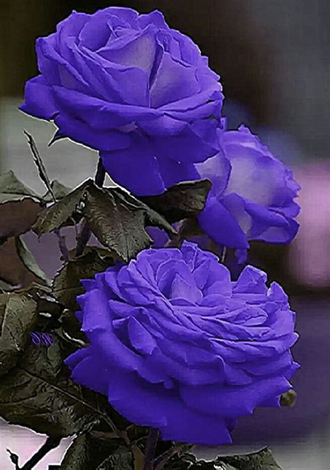 Pin By Bilal Shiekh On Flowers Purple Flowers Rare Flowers Love Flowers