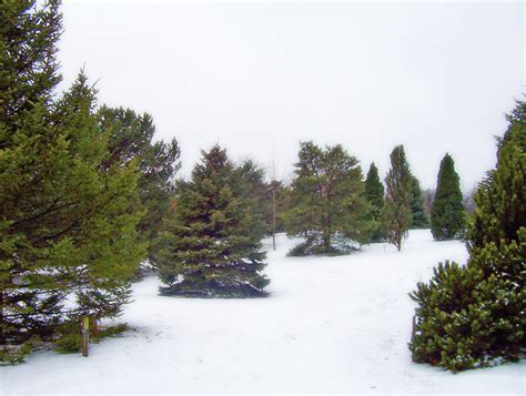 Evergreen Trees In Snow Free Stock Photo Public Domain