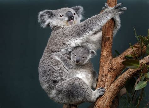 Australia To Give Female Koalas Contraceptive Implants