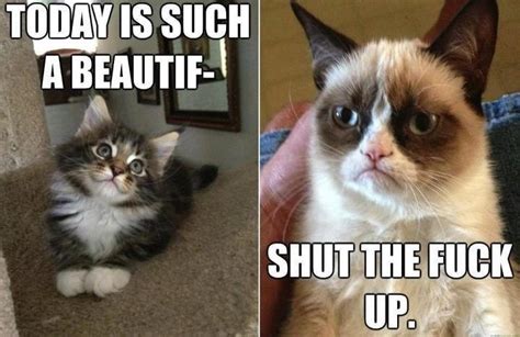 Grumpy Cat Lol Cat Quotes Funny Grumpy Cat Quotes