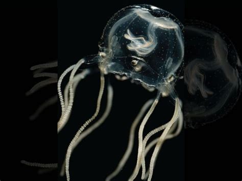 Самые опасные медузы в мире и где они обитают Инфониак