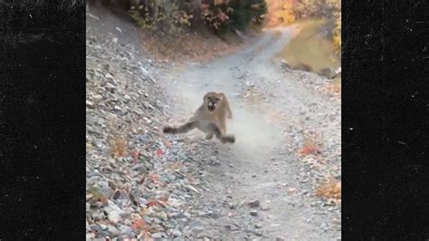 Utah Hiker Stalked By Cougar For Minutes Miraculously Survives