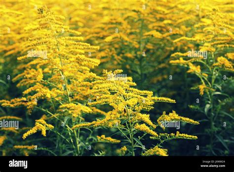 Blooming Goldenrod Solidago Or Goldenrods Is A Genus Of Flowering
