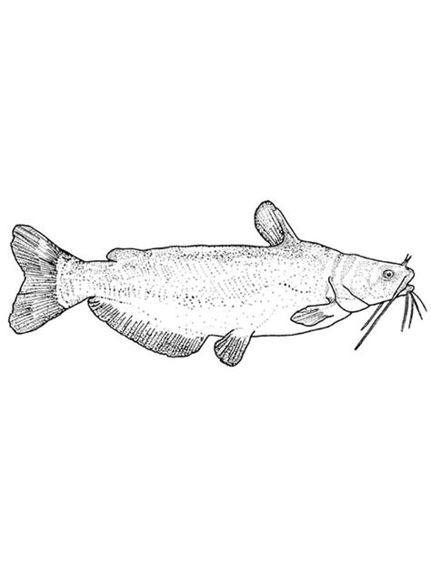 Some of the coloring page names are flathead catfish coloring coloring, flathead catfish sketch embroidery designs catfish sketches and tattoo, image result for grayscale coloring flathead catfish with images fish drawings bass, docs catfish bait company the original since 1927, big size of swordfish coloring color luna. Catfish coloring pages. Download and print Catfish ...