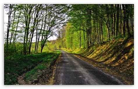 Forest Road Ultra Hd Desktop Background Wallpaper For 4k