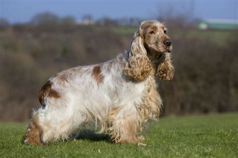 Cocker spaniels are dogs belonging to two breeds of the spaniel dog type: Cocker Spaniel Dog Breed Information, Buying Advice ...