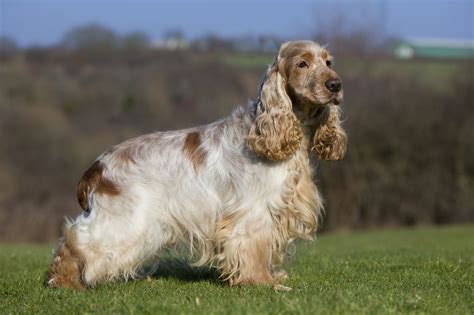 Common health problems in cocker spaniels. Cocker Spaniel Dog Breed Information, Buying Advice, Photos and more | Pets4Homes