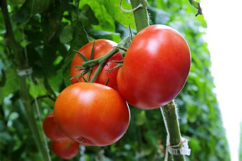 Beefsteak Tomatoes Naturefresh™ Farms