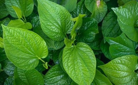 Benefits Of Betel Leaf Herbal Medicine For Beauty And Health
