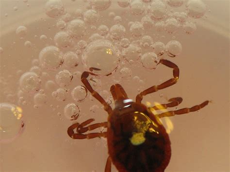 W przebiegu boreliozy z lyme można na ogół zaobserwować dwa etapy choroby różniące się objawami z okresami ich zaostrzeń i remisji. Borelioza - przyczyny, objawy, leczenie na Zdrowie i ...