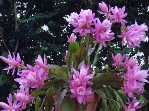 Epiphyllum hybrid 'german empress'(epiphyllum hybrid 'deutsche kaiserin'). Disocactus phyllanthoides (German Empress) | World of ...