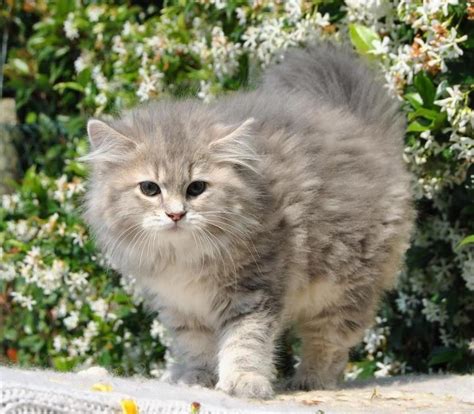 This eye color is a disadvantage for siberian kitten of blue tortie spotted tabby color has spots of blue and cream colors all over its body. Siberian Cat. blue golden | Russian Siberian Cats ...