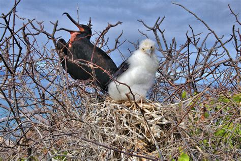 Male And Chick Magnificent Frigatebirds On North Seymour In Galápagos