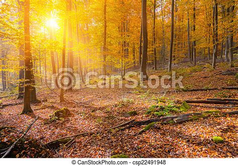 Sunny Autumn Forest Colorful And Foggy Autumn Forest Canstock