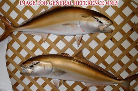 45 Inch Amberjack Fish Mount Replica Reproduction For Sale