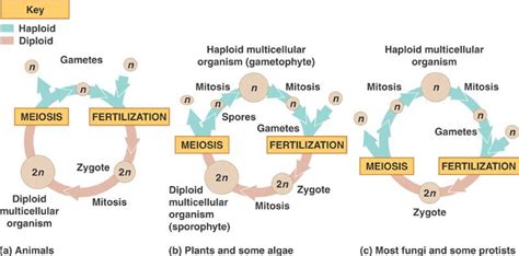 [1 2 1] The Sexual Reproductive Lifecycle Ksousabiology