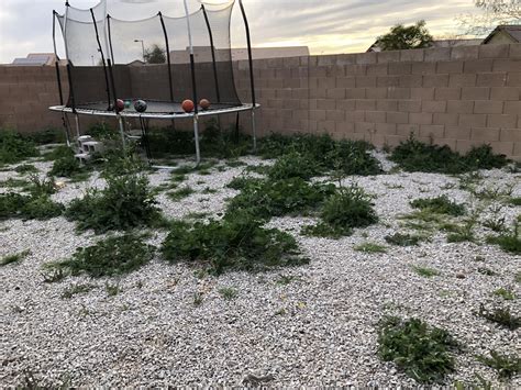 I don't know much about cactus. Need advice/help. The backyard has become overrun (it's ...