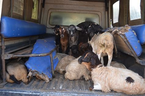 Council Of Elders And County Security Team Recover Stolen Goats And Sheep Kenya News Agency