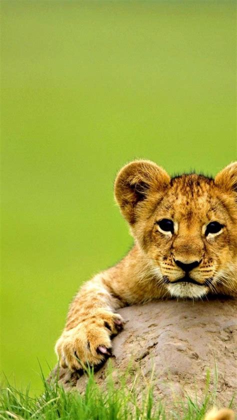 Free download Cute lion baby animal wallpaper HD ...