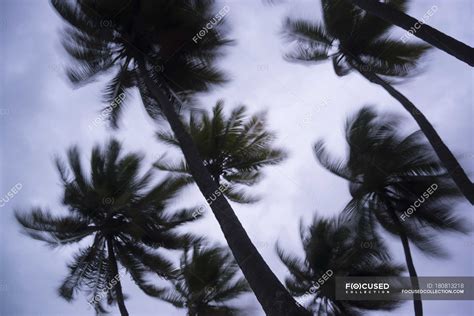 View To Palm Trees In Storm Ari Atoll Maldives — Silhouettes Extreme
