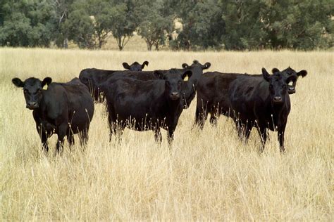 Beef Cattle Production And Lifecycle Farm Credit Of The Virginias
