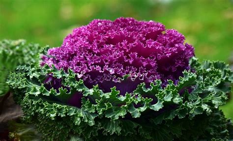 The Ultimate Guide To Successfully Growing Flowering Kale