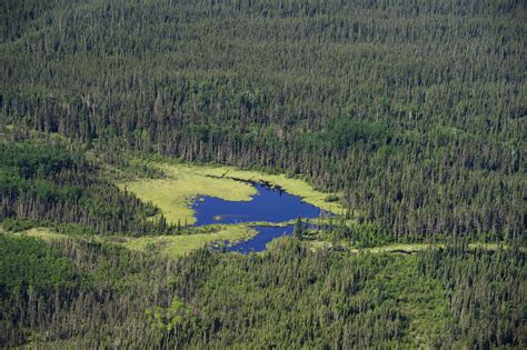 Canada Needs To Up Boreal Forest Conservation Game Paper