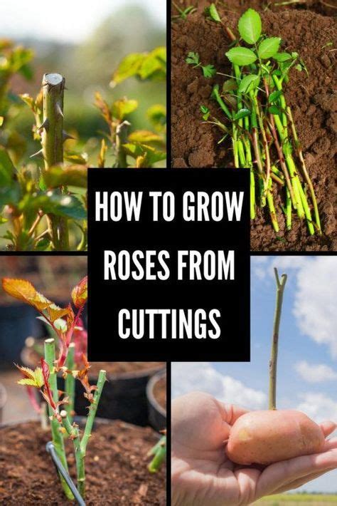 How To Grow Roses From Cuttings Rose Cuttings Growing Roses Rose