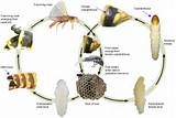 Images of Lifespan Of A Wasp