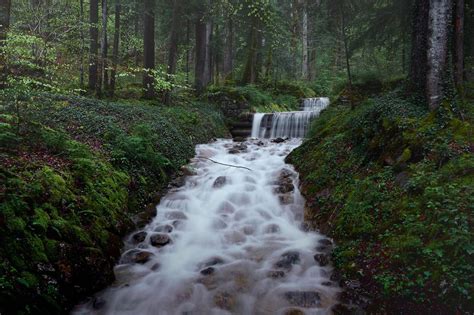 Forest Nature Motion Tree Flowing Water Long Exposure