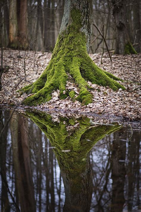 Tree Trunk Reflection Woods Free Photo On Pixabay Pixabay