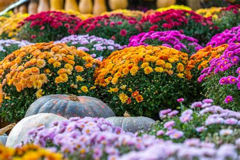 How To Care For Potted Mums Blains Farm And Fleet Blog