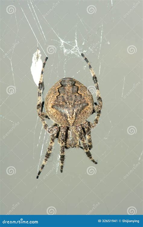 Araneus Ventricosus é Venenosa
