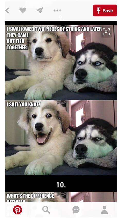 Pin By Anita Clardy On Animal Funnies Dog Puns Dog Jokes Animal Jokes