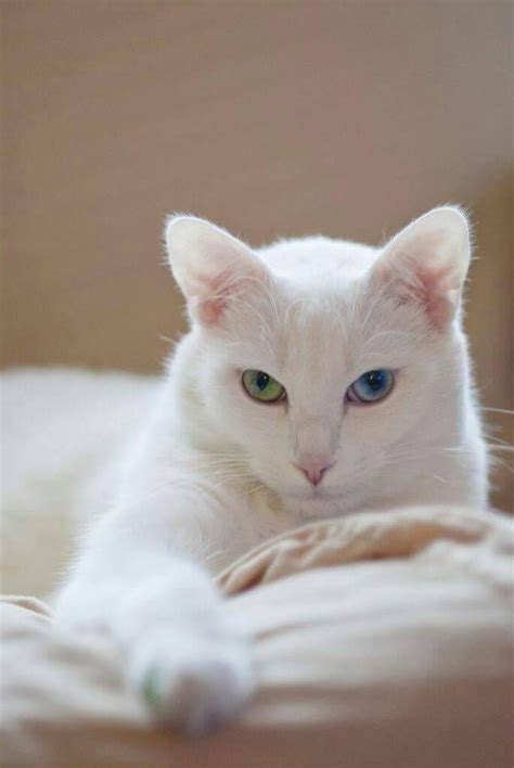 White Cat Breeds With Yellow Eyes Dogs And Cats Wallpaper