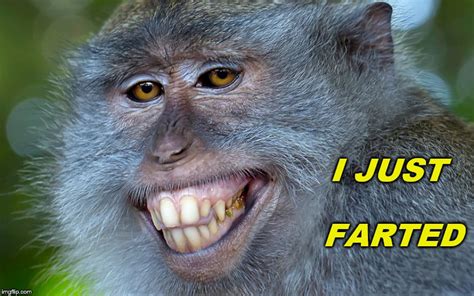 Laughing Monkey Memes And S Imgflip