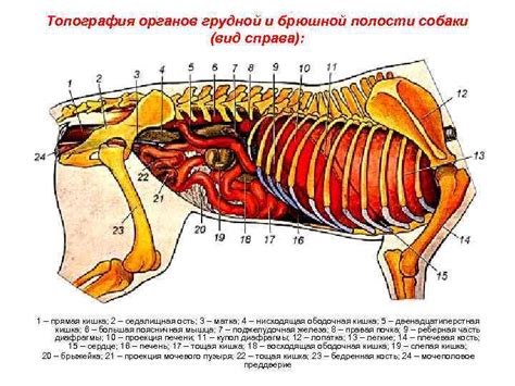 Внутренние Органы Коровы Фото Telegraph