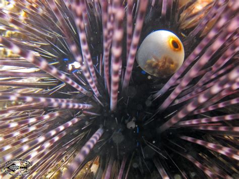 Diadem Sea Urchin Diadema Setosum Chaloklum Diving Koh Phangan