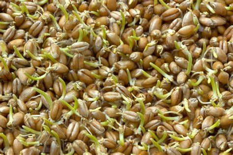 Raw Wheat Germ Stock Photo Download Image Now 2015 Agriculture