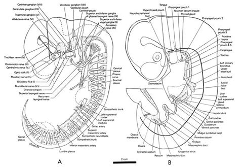 Psc Anatomy And Physiology 2 Labeled Embryonic