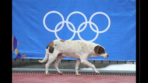 Sochi Olympics Stray Dogs Psa Youtube