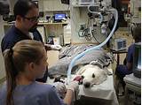 Valley Emergency Pet Care Images