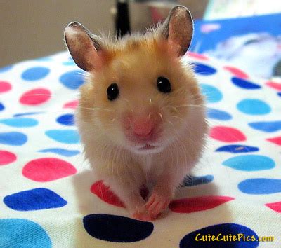 Shop the latest baby mouse cute deals on aliexpress. Cute Pictures of Puppies, Kittens, Baby Animals » Cute ...