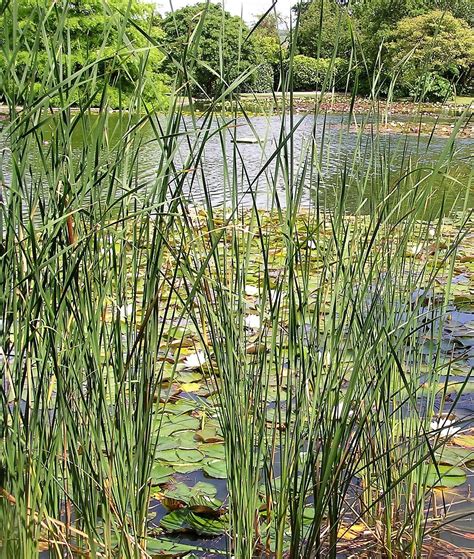 Typha Angustifolia Bull Rush Merebrook Pond Plants