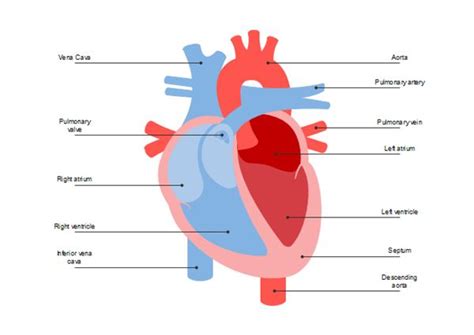 Free Printable Human Heart Diagram