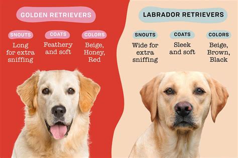 Are Labs And Golden Retrievers The Same Breed