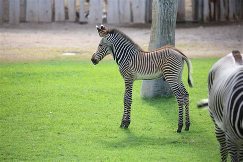 Baby zebra at Tucson's Reid Park Zoo dies after suffering spinal injury ...